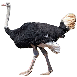 Ostriches
